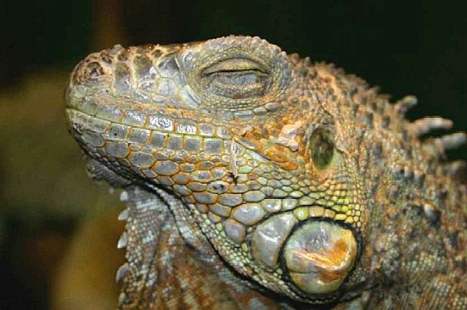 Grüner Leguan