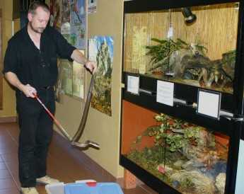Auch eine Monokelkobra muss einmal aus ihrem Terrarium herausgenommen werden.