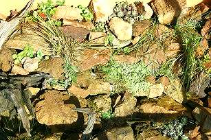 Teilansicht eines Freilandterrarium für die Alpenviper.